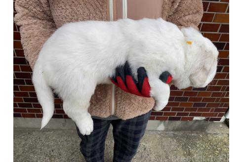 成約済の千葉県のグレートピレニーズ-359421の24枚目